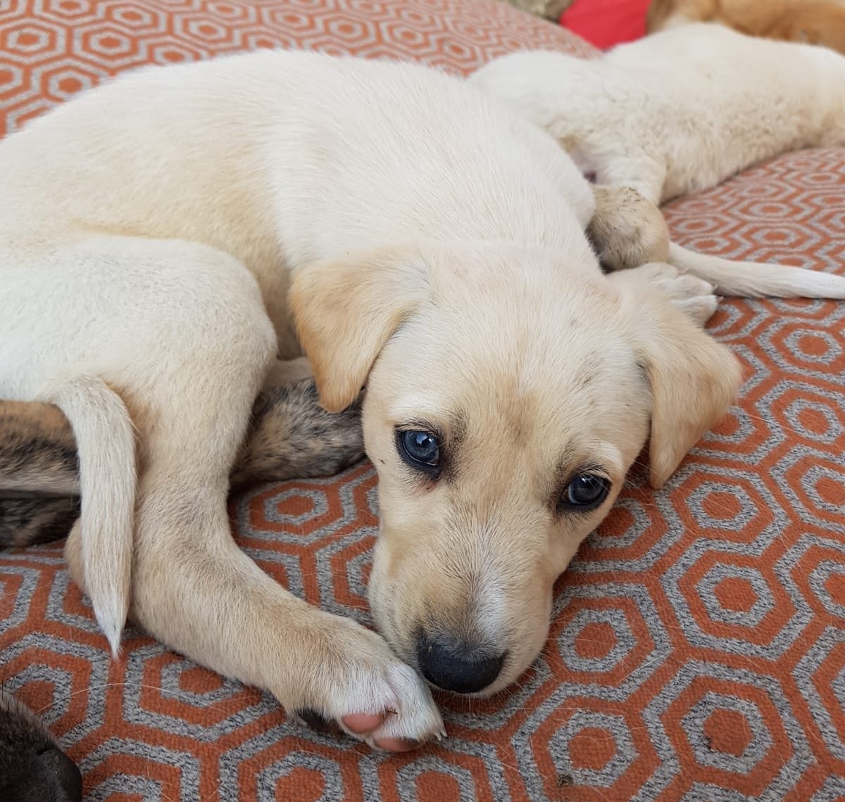 Surviving the First 24 Hours With Your New Puppy