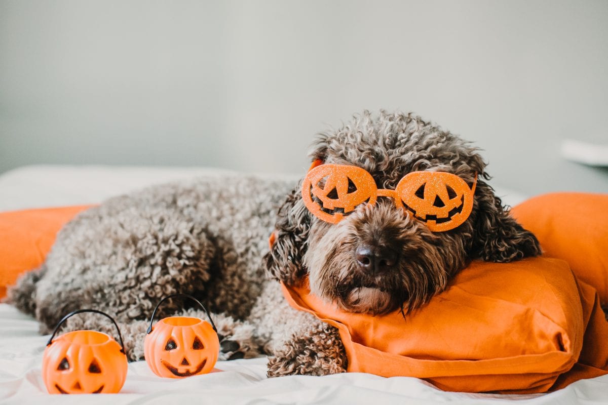 Top 5 Tips for Halloween & Bonfire Night Dog Anxiety