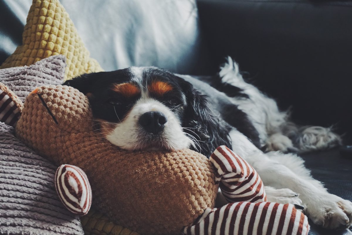 Indoor Brain Games For You & Your Pup