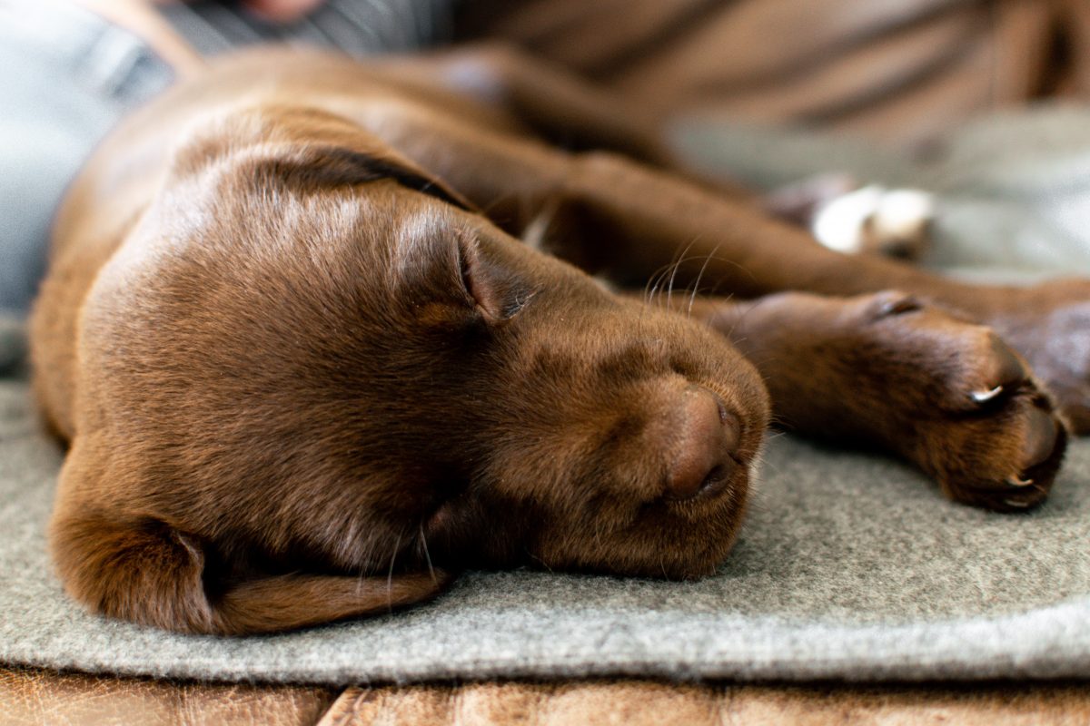 7 Tips To Stop Your Puppy Crying At Night Good Boy